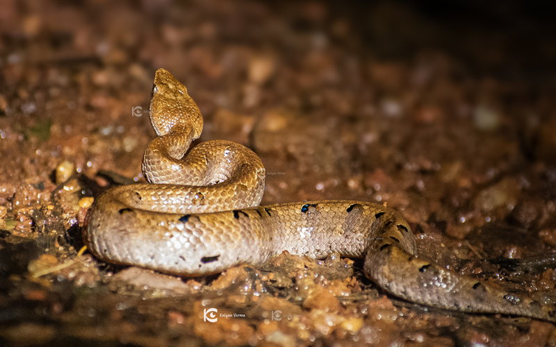 Hump-nosed-pit-viper-agumbe-kalyan